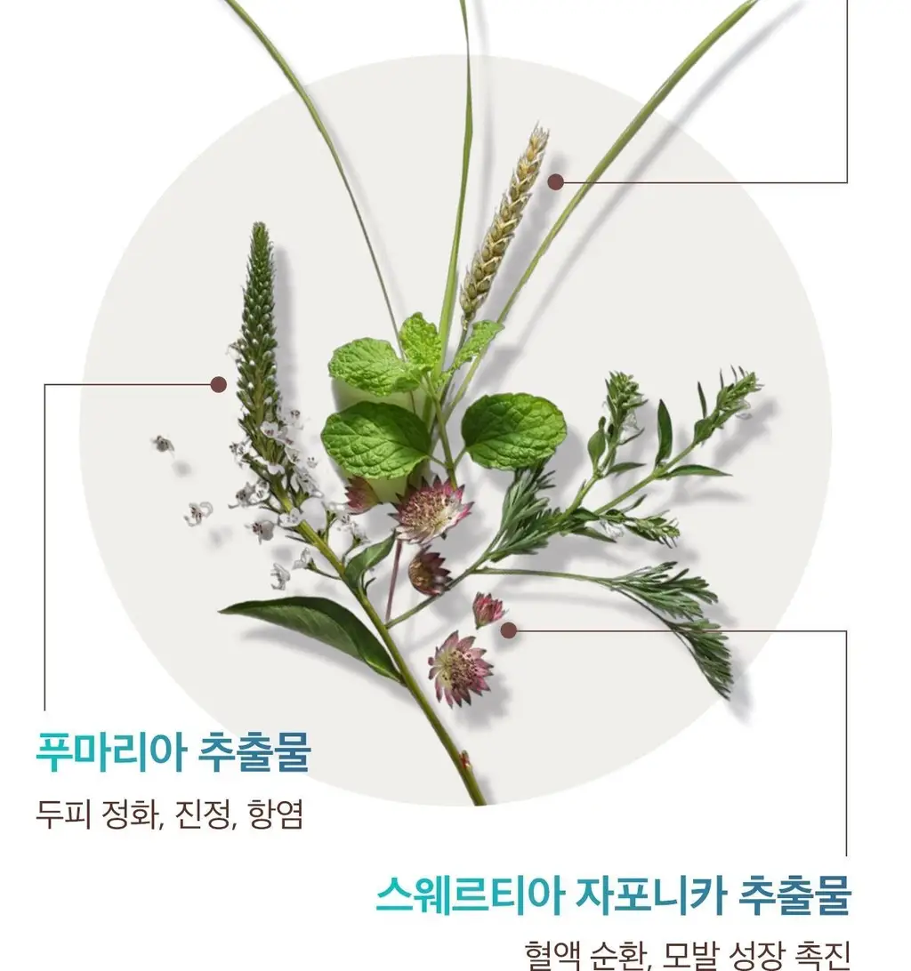 [두피 스크럽] 모로칸오일 퓨리파잉 스크럽 125ml 상세페이지 16